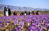 زعفران نگین 128 میلیون تومان شد/ جدیترین قیمت زعفران در بازار 
