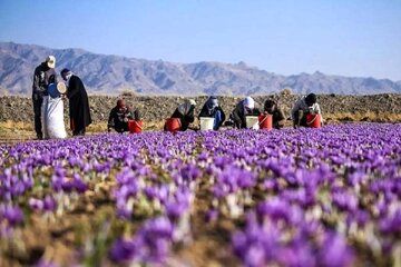 زعفران نگین 128 میلیون تومان شد/ جدیترین قیمت زعفران در بازار