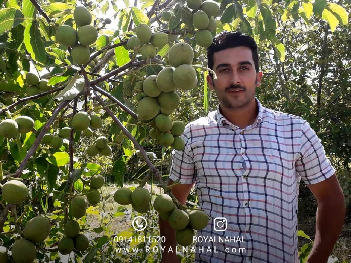 خرید پربارترین نهال گردو سردسیری دیرگل، با مقاومت بالا در برابر سرما از نهالستان رویال نهال