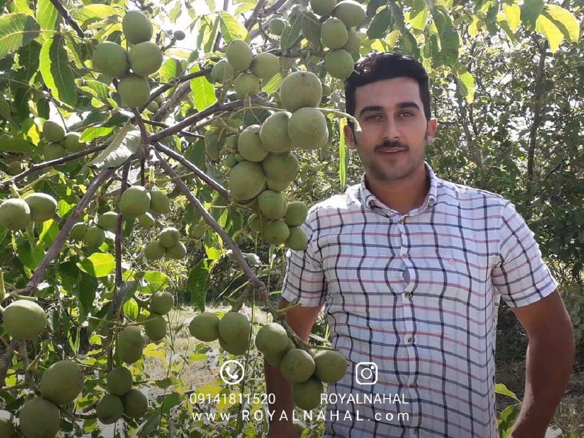 خبر مهم برای خریداران نهال گردو در مناطق کوهستانی