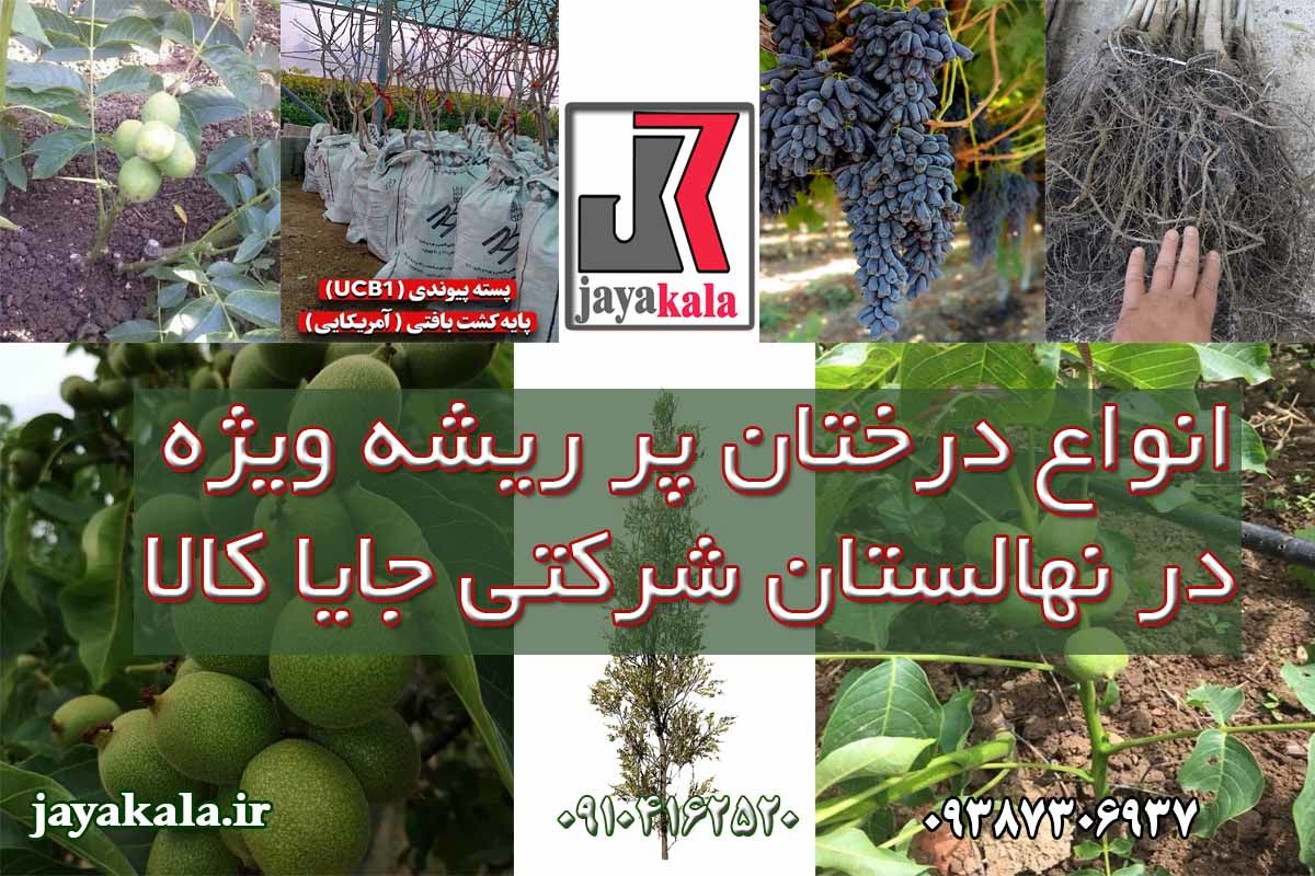 تهیه درخت اصلاح شده با نصف هزینه و احداث باغ پربار