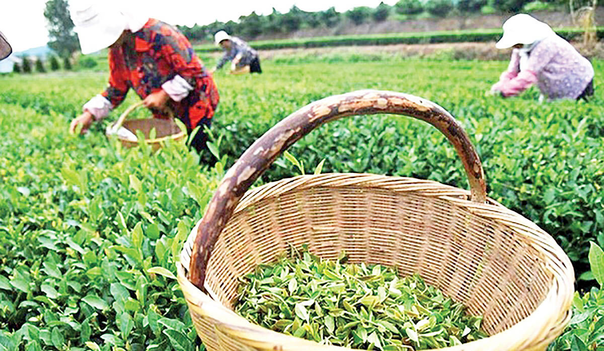 نابودی مزارع چای کشور