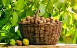با خرید انواع نهال گردو ژنوتیپ، ثروت در دستان شماست!