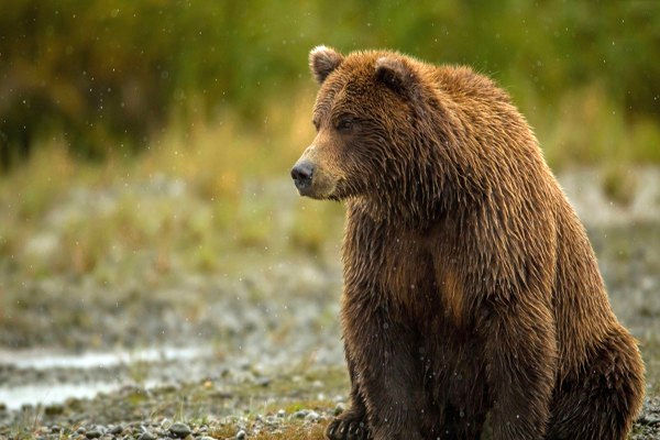 رویت۲ قلاده خرس قهوه‌ای در منطقه شکار ممنوع سیاهکل