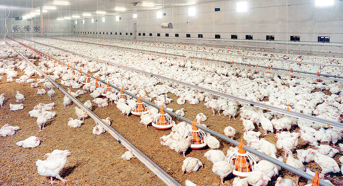 خطر توقف تولید مرغ 