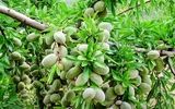 درآمد ۸میلیاردی از یک هکتار با کاشت دیرگل ترین نهال بادام
