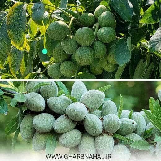 فروش نهال گردو و بادام گلدانی در نهالستان غرب نهال آغاز شد