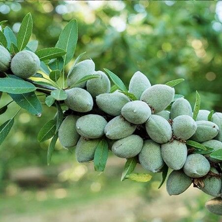 فرصت طلایی کشت پاییزه بادام از نهالستان غرب نهال