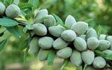 فرصت طلایی کشت پاییزه بادام از نهالستان غرب نهال