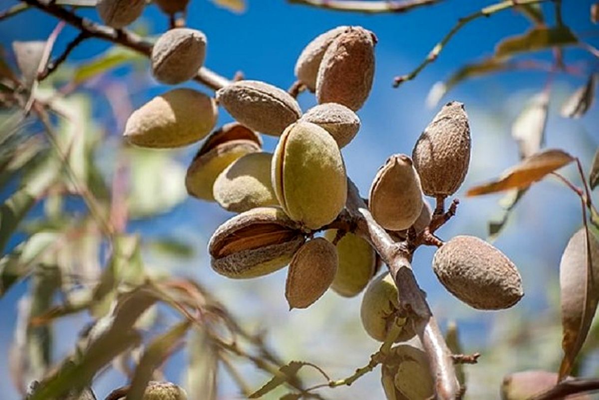 خرید نهال گردو و بادام بر اساس اولین سال باردهی | کدامیک زودتر بار می‌دهد؟