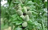 با رعایت نکات باغداری، از کاشت نهال بادام به سود میلیاردی برسید