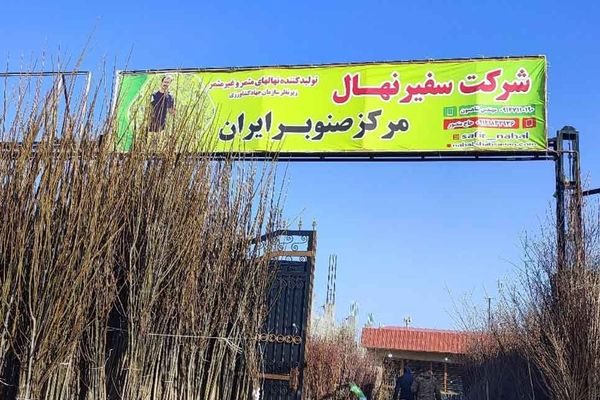 پک استثنایی خانه باغ؛ 20عدد نهال میوه 2 ساله فقط 980 هزار تومان +اشانتیون