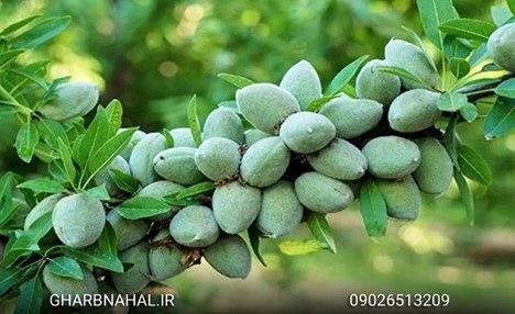 آخرین فرصت خرید و پیش خرید نهال بادام لیبل دار دیرگل ۳۰ هزار تومانی