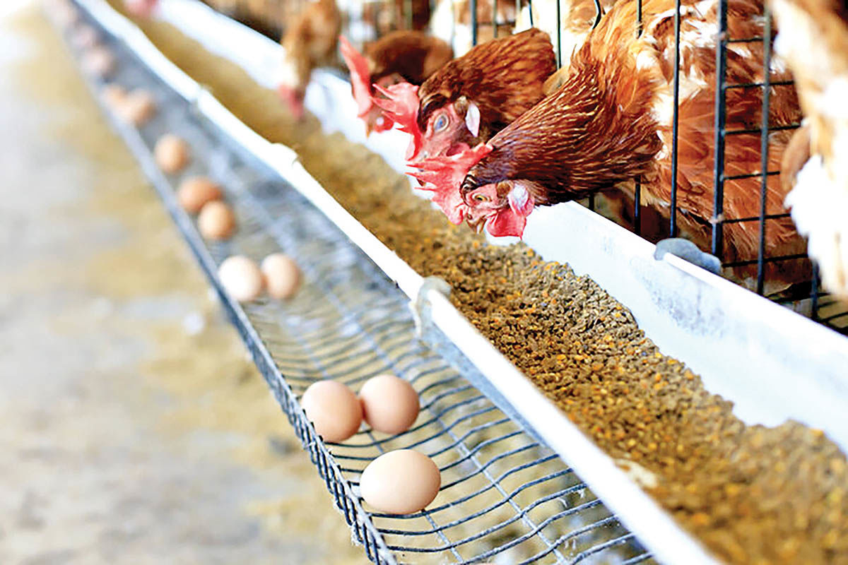 اخذ مجوز واردات 5.5‌میلیون تن نهاده‌های دامی