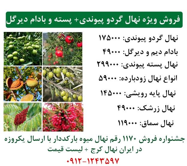 فروش ویژه عیدانه گردو پیوندی + پسته پیوندی + بادام دیرگل دیم بارکددار + ارسال یک روزه به سراسر ایران