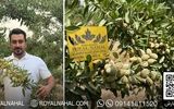 کاشت نهال بادام مقاوم به کم آبی، راهی نوین برای باغداری در خشکسالی