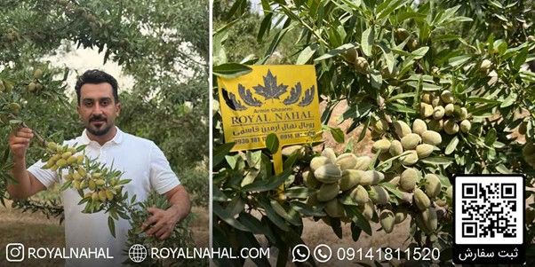 کاشت نهال بادام مقاوم به کم آبی، راهی نوین برای باغداری در خشکسالی
