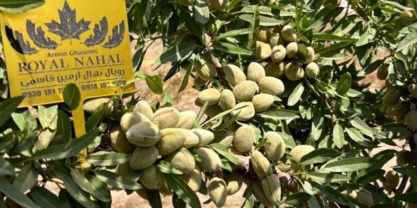 پربارترین ارقام بادام دیرگل؛ انتخابی اقتصادی برای باغدارن مناطق خشک و کم آب