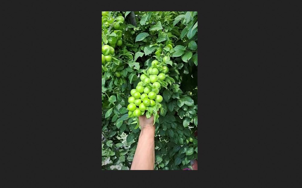 آخرین فرصت خرید نهال صنوبر اصلاح شده نیگرا دسته بیلی44 هزارتومانی و کبوده دسته طی26 هزارتومانی، گردو 50 هزارتومانی و انواع نهال میوه 25 هزارتومانی در پادشاه نهال   