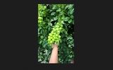 آخرین فرصت خرید نهال صنوبر اصلاح شده نیگرا دسته بیلی44 هزارتومانی و کبوده دسته طی26 هزارتومانی، گردو 50 هزارتومانی و انواع نهال میوه 25 هزارتومانی در پادشاه نهال   