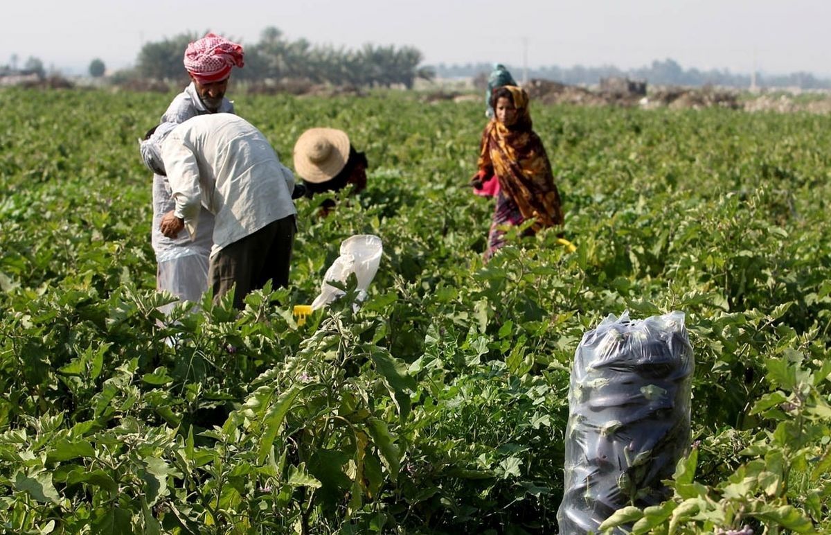 هرمزگان قطب تولید محصولات خارج از فصل