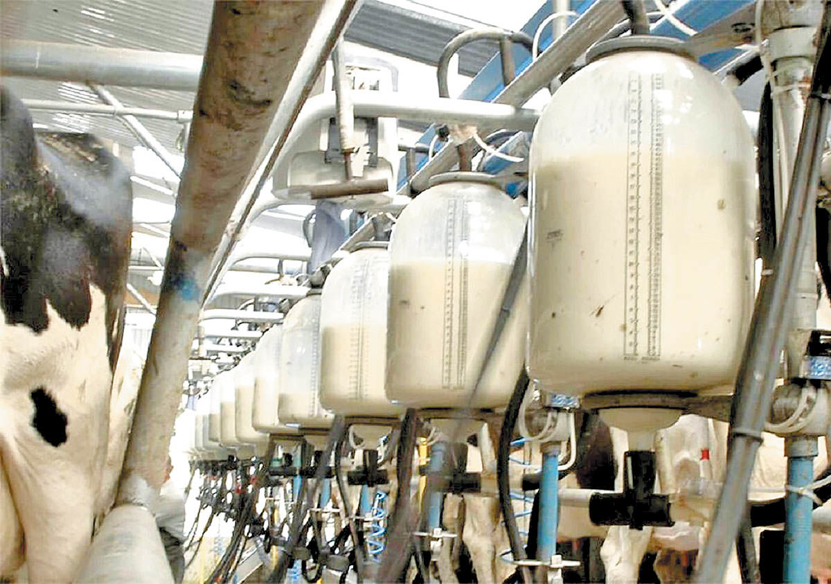 افزایش تولید شیر در کشت و دامداری فکا