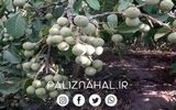 معرفی 3 نوع نهال گردو که رکورد فروش را شکستند !!!