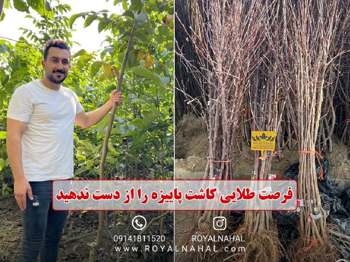 فرصت طلایی کشت پاییزه نهال را از دست ندهید
