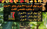 خرید نهال گردو با 47 هزار و صنوبر 8هزار و بادام 30 هزار
