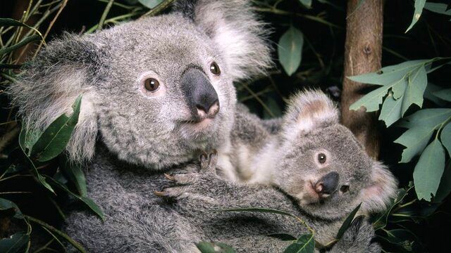 هشدار استرالیا  نسبت به احتمال انقراض کوآلاها
