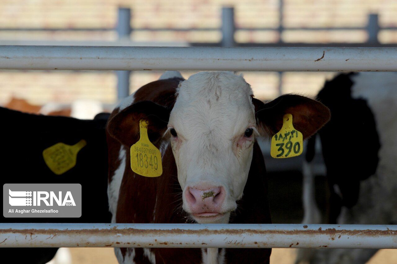 راهکار دولت سیزدهم برای کاهش هزینه تولید گوشت قرمز و شیرخام