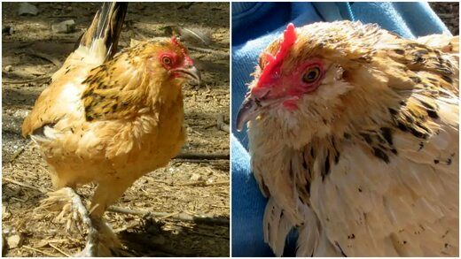 پیرترین مرغ جهان ۲۰ سال و ۳۰۴ روز سن دارد+عکس