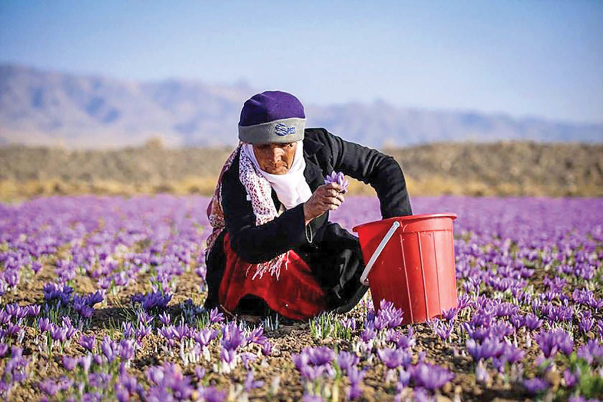 سقوط تولید زعفران