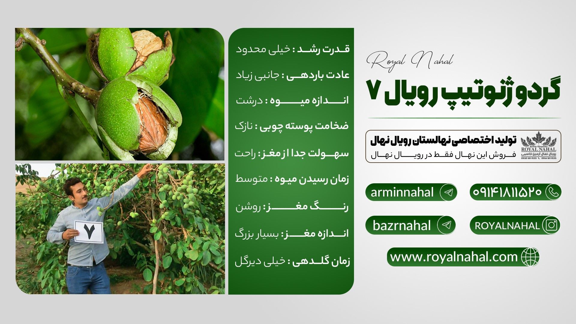فروش ویژه نهال گردو ژنوتیپ 7 اصالت دار از رویال نهال با فرصت محدود