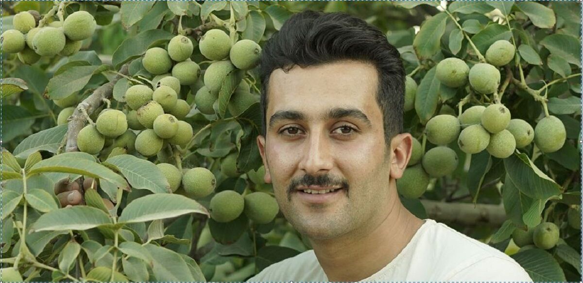 سرمایه گذاری طولانی مدت با کاشت نهال گردو ژنوتیپ رویال