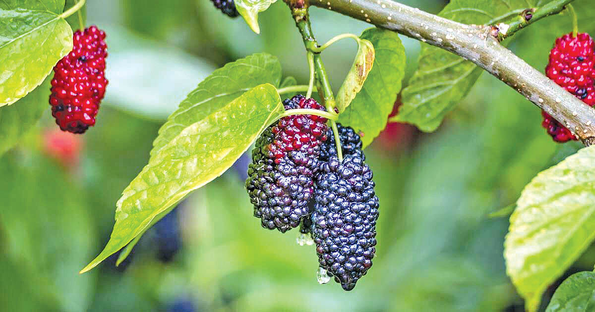 علویجه اصفهان میزبان رویداد شتاب توت درختی است