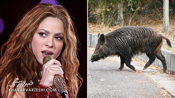 حمله خوک‌ها به شکیرا خواننده معروف کلمبیایی !