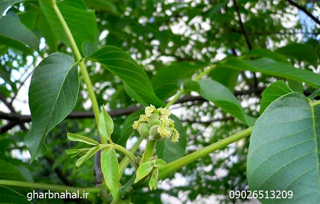 معرفی و خرید نهال گردو چندلر و فرنور مجوزدار