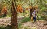 خرما؛ طلای مُدرن هرمزگان