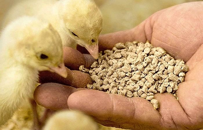 ۱۵۰۰ تن نهاده طیور برای مرغداران لرستان تامین شد