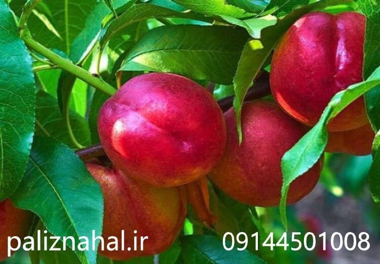 تخفیف های آخرسال نهالستان پالیز را از دست ندهید
