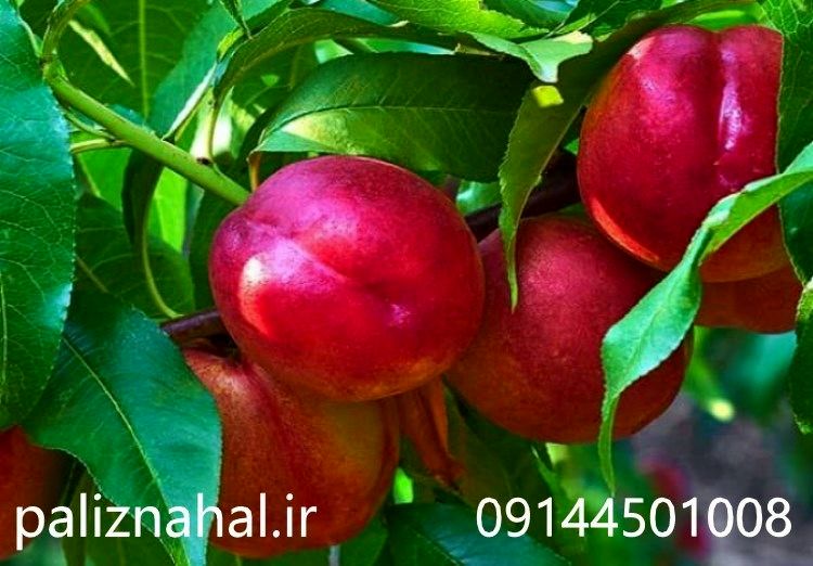 فرصت محدود برای تخفیف های آخرسال نهالستان پالیز