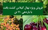 جشنواره فروش گیلاس کشت بافت 70 تنی + گردو پیوندی 12 تنی و بادام 9 تنی + پسته پیوندی 6 تنی