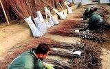 پالیز نهال رکورد زد : دو میلیون نهال پیوندی آماده تحویل