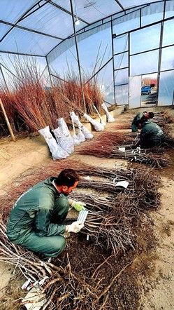 پالیز نهال رکورد زد: دو میلیون نهال پیوندی آماده تحویل