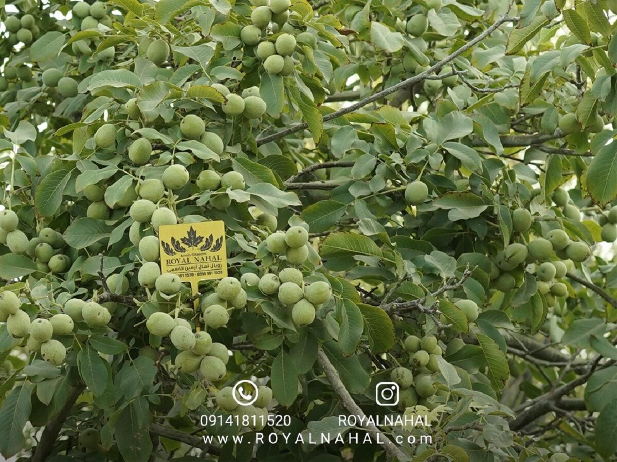 خرید نهال از نهالستان رویال نهال، نهالستانی فراتر از حد انتظار