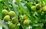 با تکنولوژی‌های جدید از کاشت گردو سود میلیاردی کسب کنید!