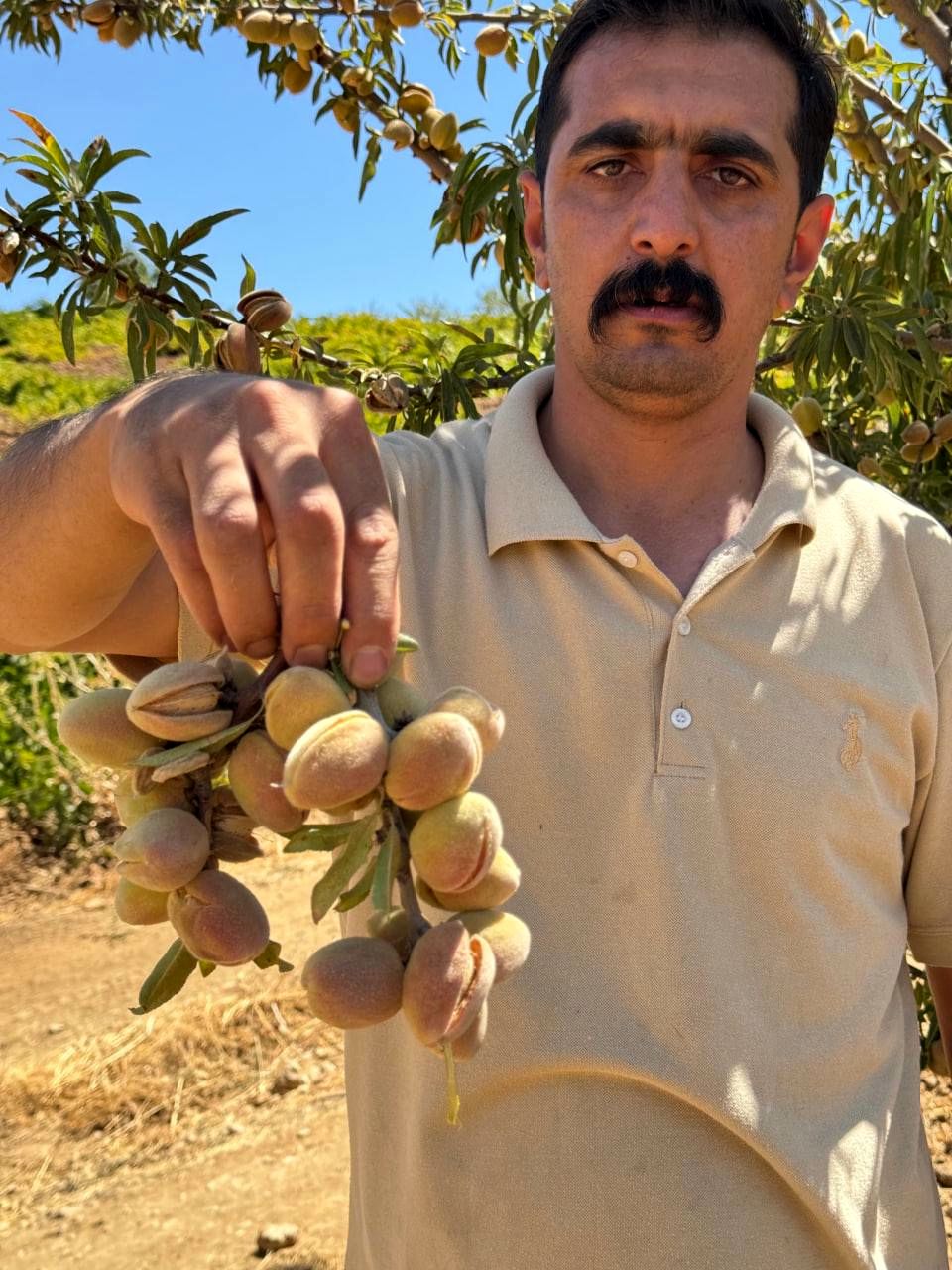 نهال بادام یارانه ای با مشارکت جهاد کشاورزی، طرح نوین در بحران کم آبی