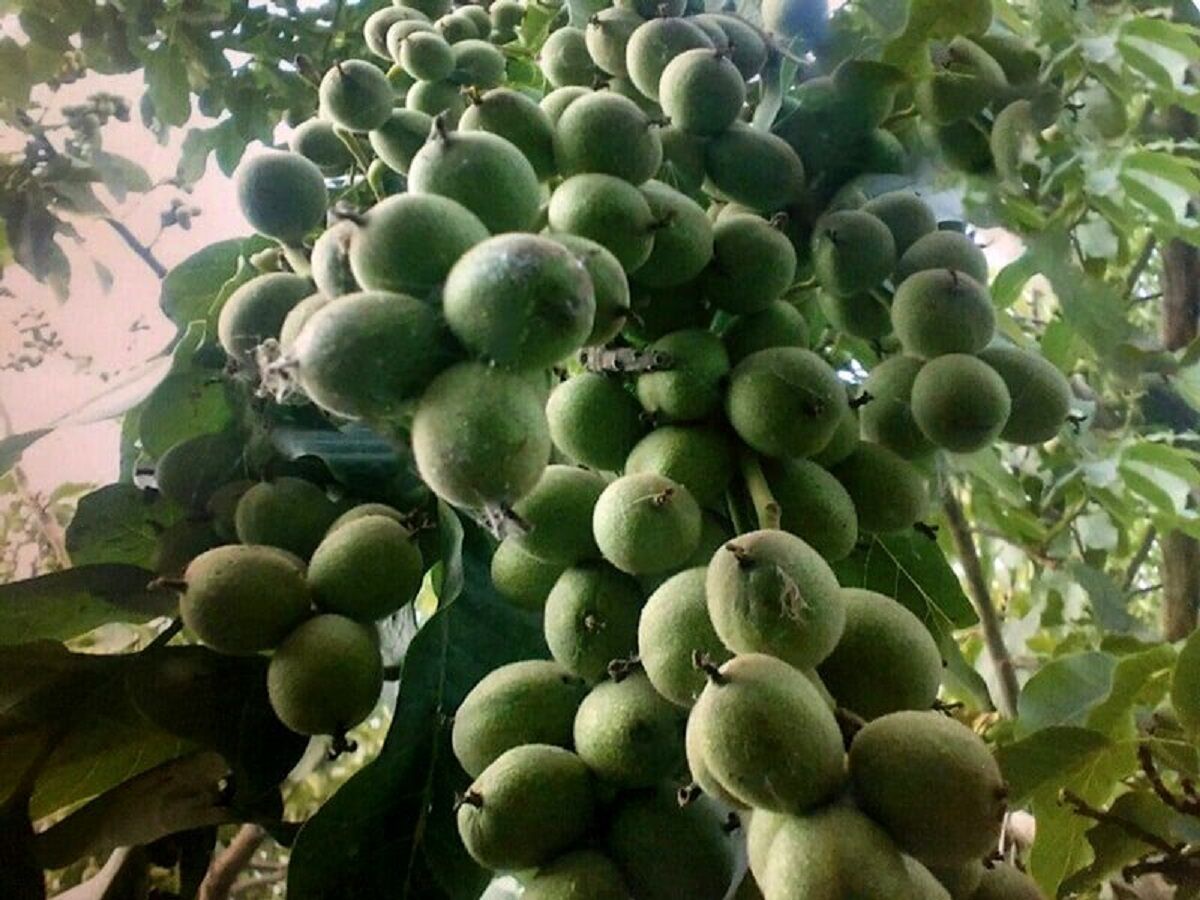 گردو ژنوتیپ پالیز تیپ ۹ مخصوص مناطق سردسیری با ۱۶ تن باردهی