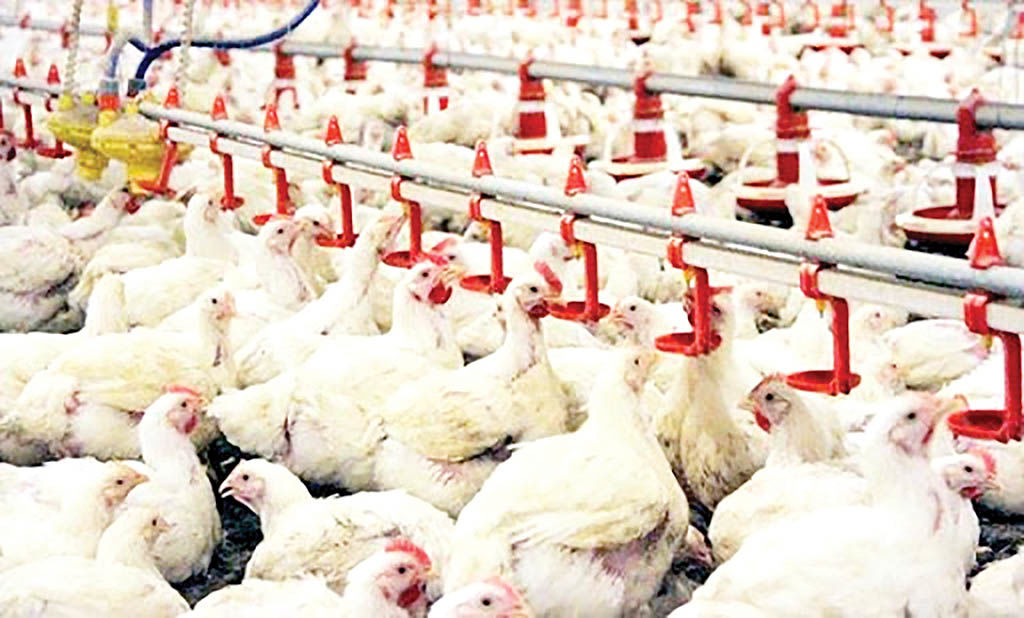 برنامه‌های کوتاه و بلندمدت تولید گوشت مرغ در ایران